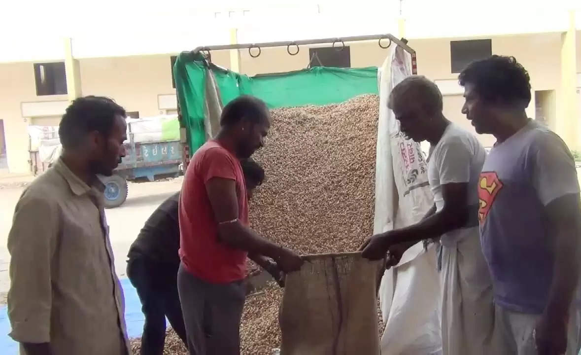 ચિંતા@અરવલ્લી: મગફળી ખરીદીમાં લાલિયાવાડી સામે ખેડુતો વેચાણમાં ઉદાસીન
