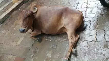 કરુણા@મહેસાણાઃ ગાયની સારવાર માટે ફોન કરનાર જીવદયાપ્રેમીને કડવો અનુભવ