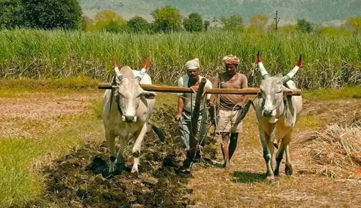 પાક વિમાના 530 કરોડ દબાવી રાખ્યાઃ વિમા કંપનીઓ પર સરકારે ફટકાર્યો દંડ