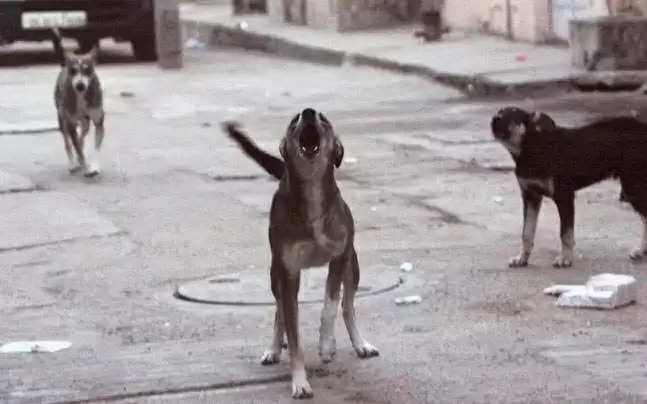કરૂણતાઃ યુવકે કૂતરાઓના ભસવાના ત્રાસથી ઝેર ખવડાવ્યું, અંતે 20ના મોત