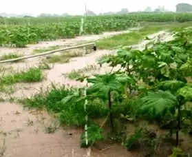 રીપોર્ટ@સુરેન્દ્રનગર: ઉપરવાસમાં વરસાદથી ડેમ ઓવરફ્લો, ખેતરો જળબંબાકાર