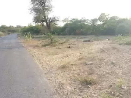 બેફામ@ધાનેરા: રસ્તા પાસે પશુઓના મૃતદેહો, દુષિત વાતાવરણ વચ્ચે ગ્રામજનો