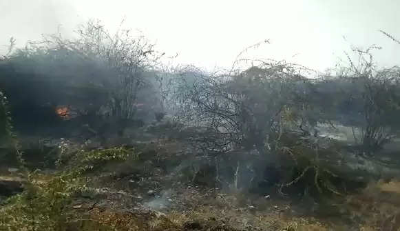 દોડધામ@હારીજ: ગરમીને કારણે ભયંકર આગ, વૃક્ષો ભસ્મીભૂત થતાં ચકચાર