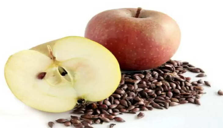 આરોગ્યઃ સફરજન ખાતા સમયે ભૂલથી પણ ન ખાઓ તેનું બીજ, વ્યક્તિને મારી પણ શકે છે