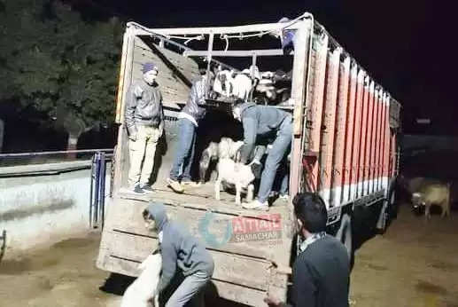 હડકંપ@ડીસા: વહેલી સવારે 258 ઘેટાં-બકરા ભરેલી ટ્રક ઝબ્બે, પશુઓને ત્રાસ ચરમસીમાએ