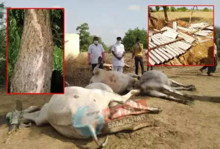 વરસાદ@ઉ.ગુ: દિયોદરમાં વીજળી પડતાં 4 ગાયોના મોત, સાંતલપુરમાં પતરાં ઉડ્યાં