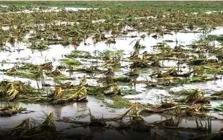 વિરમગામ: કેનાલ ઓવરફ્લો થતાં ખેતરોમાં પાણી ભરાયા, ખેડુતોને મોટું નુકશાન