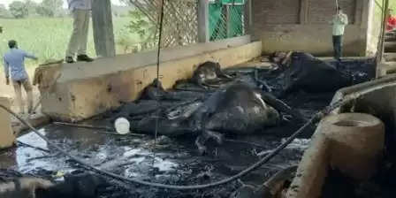 અરેરાટી@ભરૂચઃ તબેલામાં આગ લાગતાં 1 ઘોડી સહિત 16 ગાય-વાછરડાઓના મોત, 12નો બચાવ