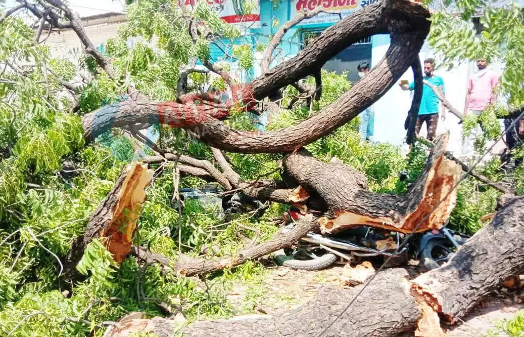 દુર્ઘટના@સિદ્ધપુર: સસ્તા અનાજની દુકાને વૃદ્ધ ઉપર ઝાડ પડતાં મોત, 2 ઇજાગ્રસ્ત