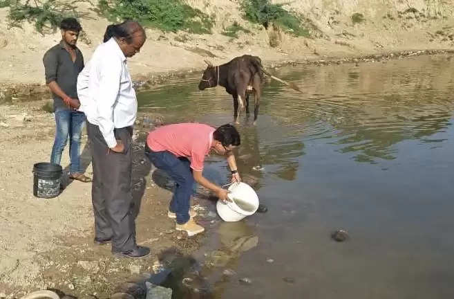 દવા@પાટણઃ મચ્છરો સામે આરોગ્ય વિભાગનું અભિયાન, તળાવોમાં ગપ્પી માછલી છોડાઇ