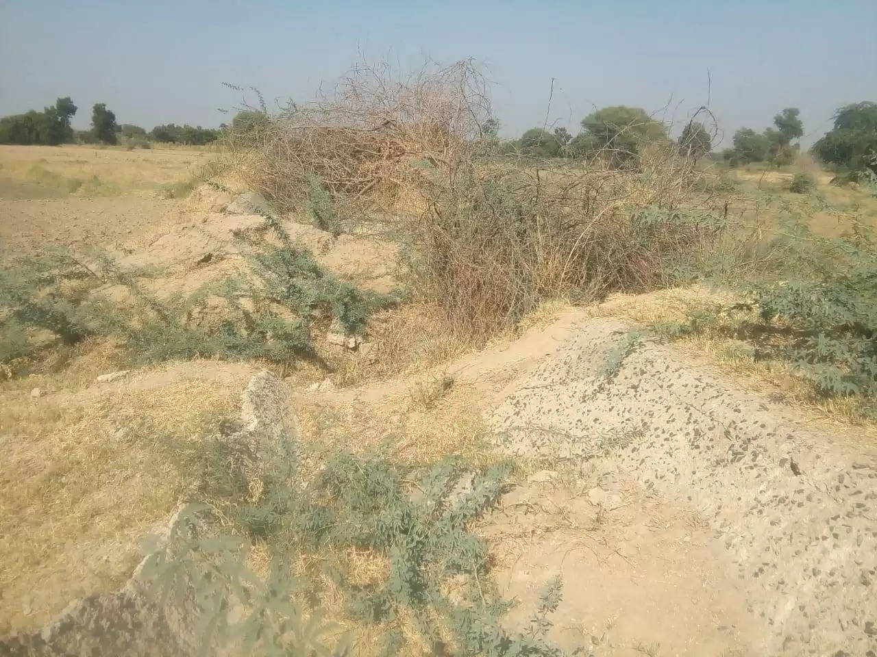 વિકાસશીલ ગુજરાત : સાંપાવાડા-સૂરજ ગામની કેનાલોમાં પાણીની જગ્યાએ બાવળરાજ