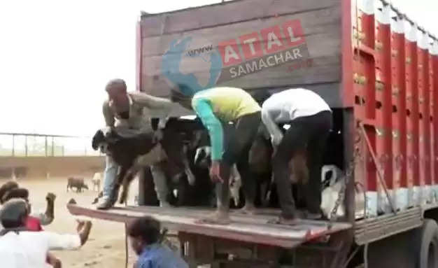 રક્ષણ@ડીસા: ટ્રકમાં ભરી કતલખાને જતાં ભૂલકાં જેવા 227 ઘેટાંબકરાં બચાવ્યાં