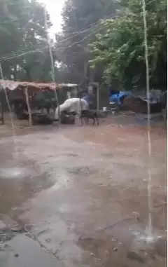 બ્રેકિંગ@વડનગર: બપોરે વાવાઝોડા સાથે વરસાદથી જગતનો તાત ચિંતામાં