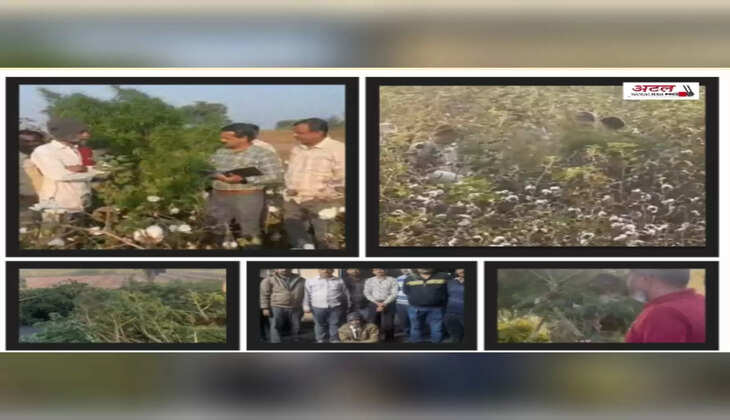 રિપોર્ટ@સુરેન્દ્રનગર: કપાસની આડમાં ગાંજાનું વાવેતર ઝડપાયું, SOGની ટીમે પોણાત્રણ કરોડની કિંમતના છોડ જપ્ત કર્યા