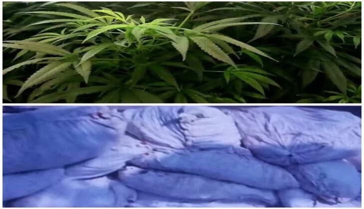 ક્રાઈમ@બનાસકાંઠા: કાંકરેજ વિસ્તારમાં પોલીસે દરોડો પાડતા 3 વિઘા ગાંજાનુ વાવેતર ઝડપાયું