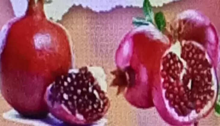 આરોગ્ય@શરીર: 5 લોકોએ ભૂલથી પણ દાડમ, સ્વાસ્થ્ય માટે ફાયદાની જગ્યાએ બની શકે નુકસાન થાય
