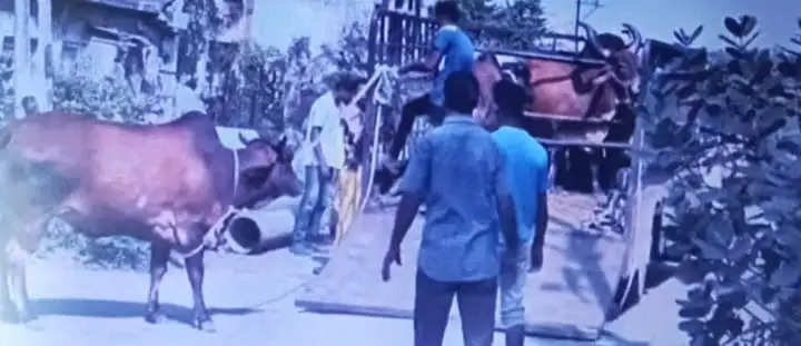 કાર્યવાહી@ગુજરાત: હાઈકોર્ટે રખઢતા ઢોર પર કાબૂ મેળવવા જોરદાર ફટકાર લગાવ્યા બાદ કોર્પોરેશને રખડતા ઢોરને પકડવા માટે લાકડીઓ કાઢી