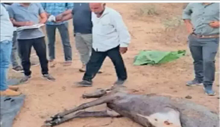 અટલ સમાચાર ડોટ કોમ, ડેસ્ક