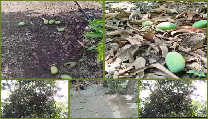 રિપોર્ટ@ગુજરાત: વાવાઝોડાના કારણે ખેડૂતોને કેરીના પાકમાં ભારે નુકસાન