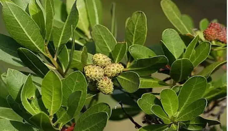 રિપોર્ટ@ગુજરાત: અમદાવાદમાં કોર્પોરેશનની ઓફિસો સહિત એલજી હોસ્પિટલમાં કોનોકાર્પસ દૂર કરવામાં આવ્યા 