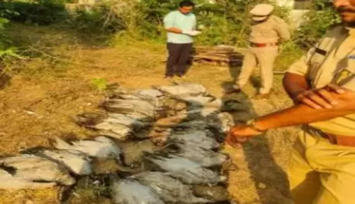 કાર્યવાહી