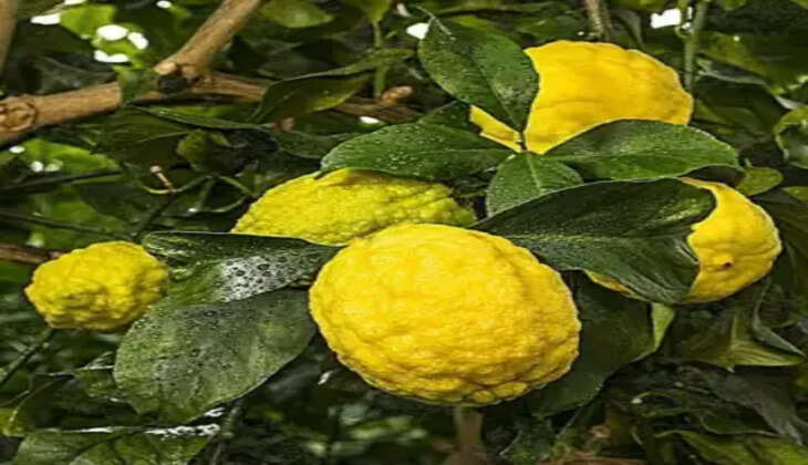 આરોગ્ય@શરરી: બિજોરાનું  સેવન કરવાથી, પેટમાં પથરીના કણ નાના નાના ટુકડા થઈને નીકળી જશે