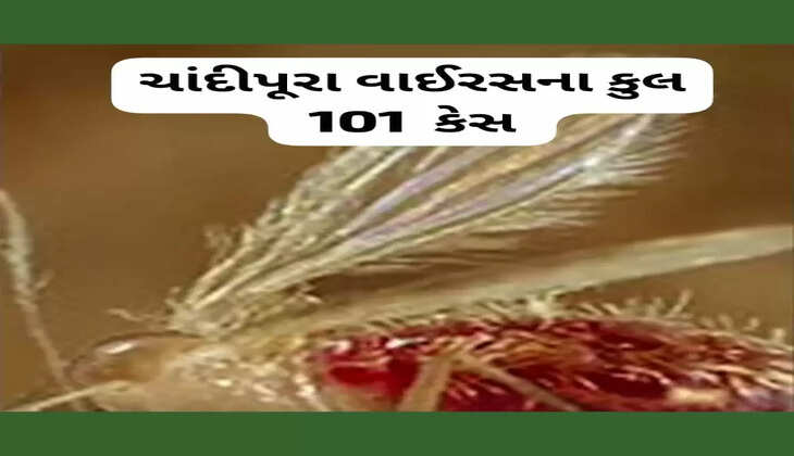 રિપોર્ટ@ગુજરાત: રાજ્યમાં ચાંદીપુરા વાઇરસના કુલ કેસની સંખ્યા વધીને 101 થઈ, મૃત્યુઆંક 38એ પહોંચ્યો
