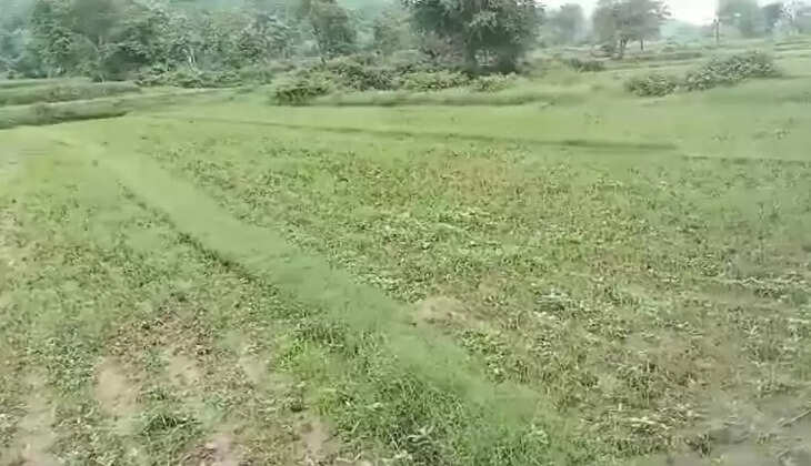 Sanjeli