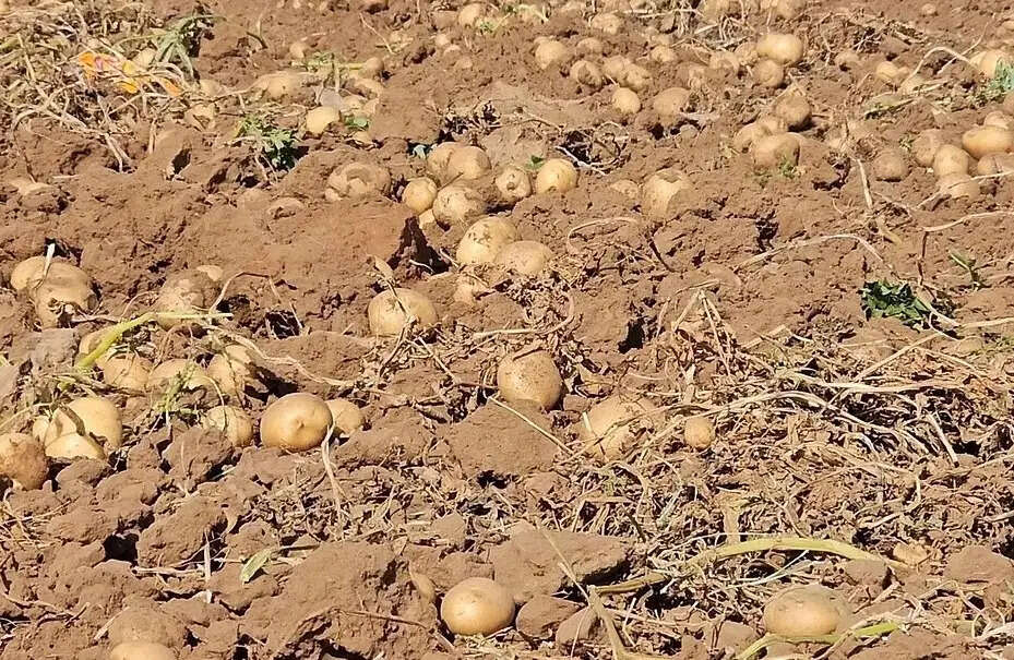 Sabarakantha Potato Farming