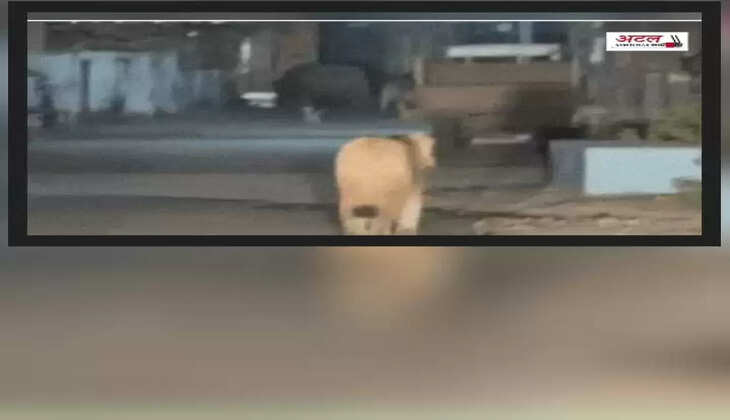 રિપોર્ટ@ગુજરાત: ગામના પાદરમાં એક સિંહ અડધી રાતે આંટાફેરા મારતો જોવા મળ્યો 