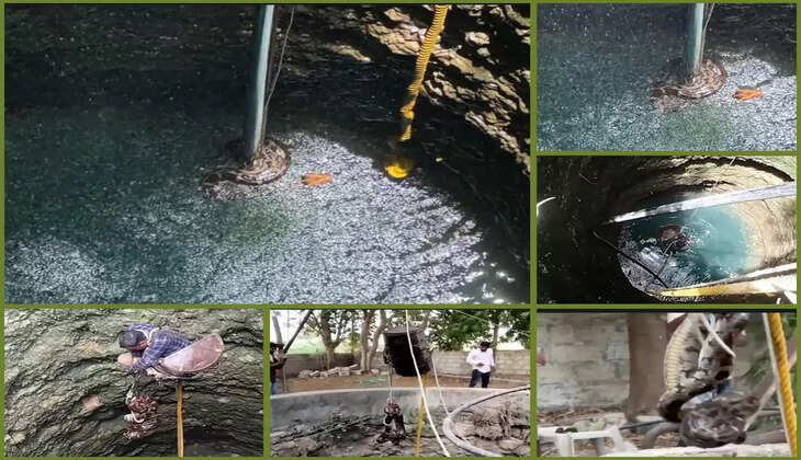 રિપોર્ટ@ગુજરાત: મહાકાય અજગરને વન વિભાગની રેસ્કયૂ ટીમ દ્વારા સલામત બહાર કાઢ્યો