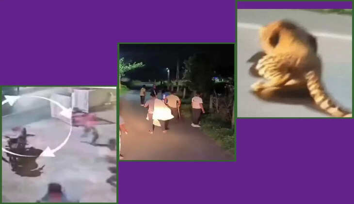 રિપોર્ટ@નવસારી: અકસ્માતમાં ઘાયલ થયેલા દીપડાએ રહેણાક વિસ્તારમાં ઘૂસી આતંક મચાવ્યો
