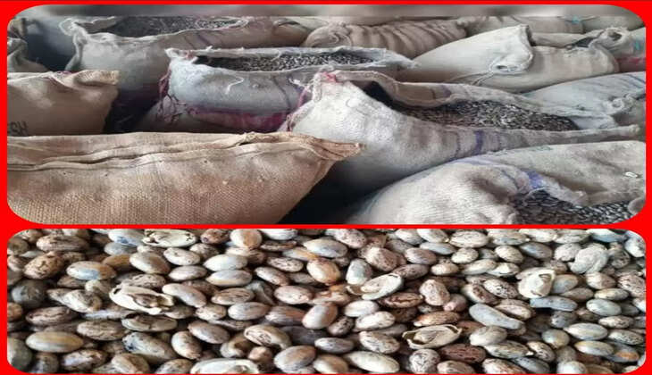 બેફામ@પાટણ: ચોરીની સનસનીખેજ ઘટના, ગોડાઉનમાં પડેલી એરંડાની 984 બોરીઓ ઉઠાવી લીધી, 42 લાખનું નુકશાન