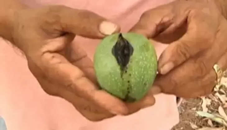 mengo