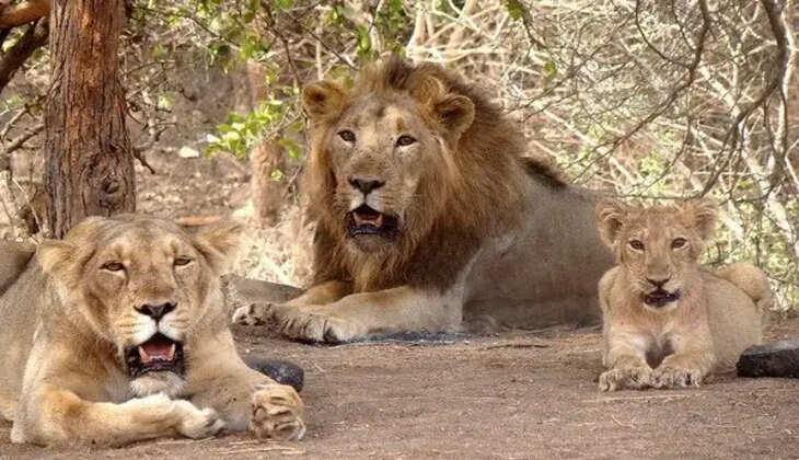 Sasangir