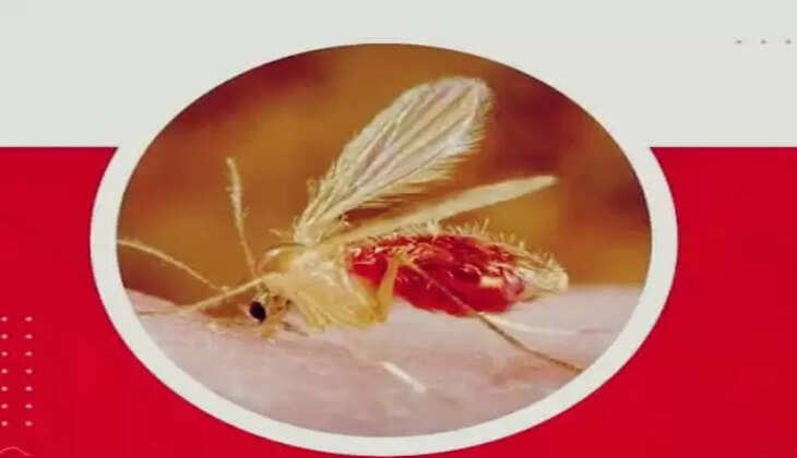 રિપોર્ટ@ગુજરાત: રાજ્યમાં ચાંદીપુરા વાઇરસના કુલ કેસની સંખ્યા 151 થઈ