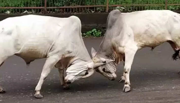 Ankhla 