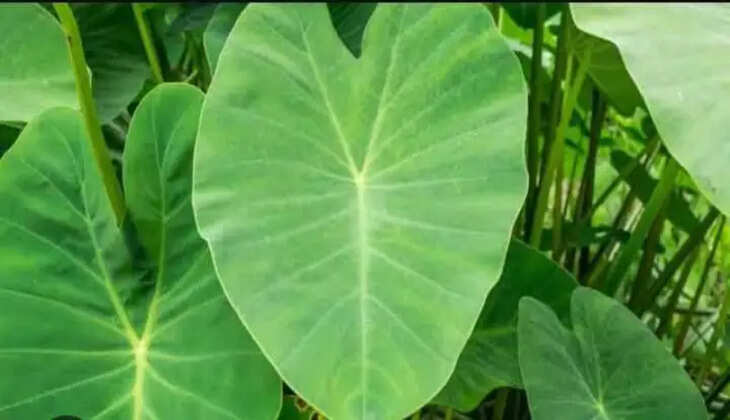 આરોગ્ય@શરીર: અળવીના પાનનું સેવન આંખો માટે પણ ખૂબ જ ફાયદાકારક છે, જાણો  ખાવાના ફાયદા અને નુકસાન