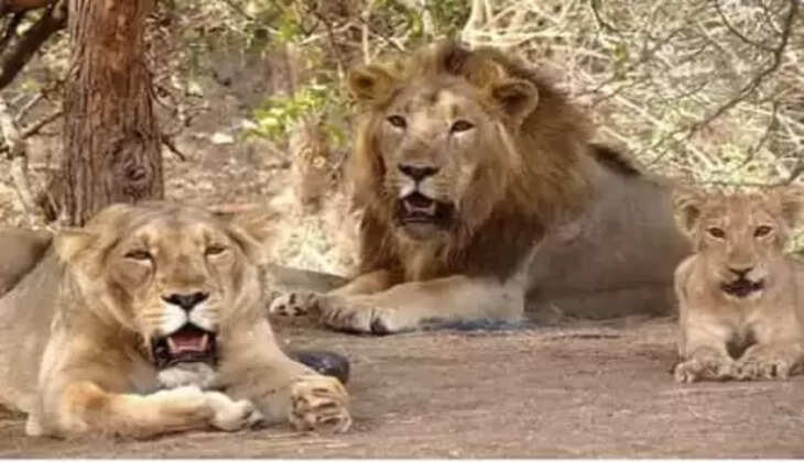 નિર્ણય@ગુજરાત: સિંહોના રક્ષણ માટે જૂનાગઢ, અમરેલી અને ગીર-સોમનાથ એમ 3 જિલ્લાના 1.84 લાખ હેક્ટર  વિસ્તાર ‘ઇકો-સેન્સિટિવ ઝોન’ જાહેર