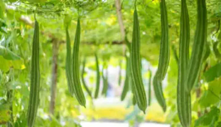 આરોગ્ય@શરીર: તુરીયુ સ્વાસ્થ્ય માટે ખૂબ જ ફાયદાકારક માનવામાં આવે છે, જાણો ખાવાના ફાયદા અને નુકસાન