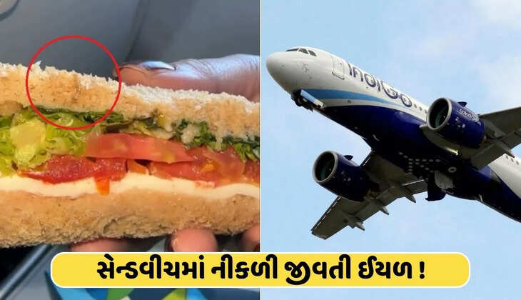રિપોર્ટ@દેશ: મુસાફરને ભોજનમાં પીરસવામાં આવેલી સેન્ડવીચમાં જીવતી ઈયળ જોવા મળી