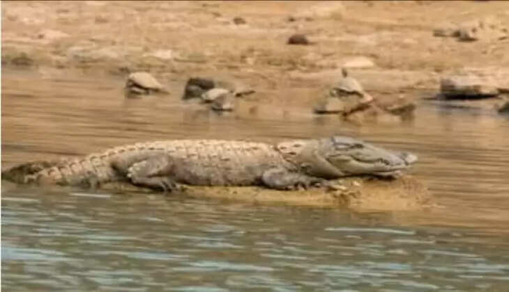 રિપોર્ટ@વડોદરા: લાકડા કાપવા ગયેલી મહિલા ઉપર મગરે અચાનક હુમલો કર્યો