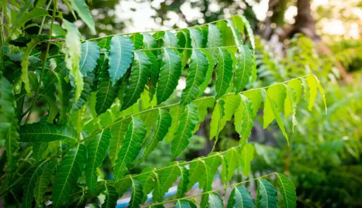 કડવા-લીમડાના-પાન