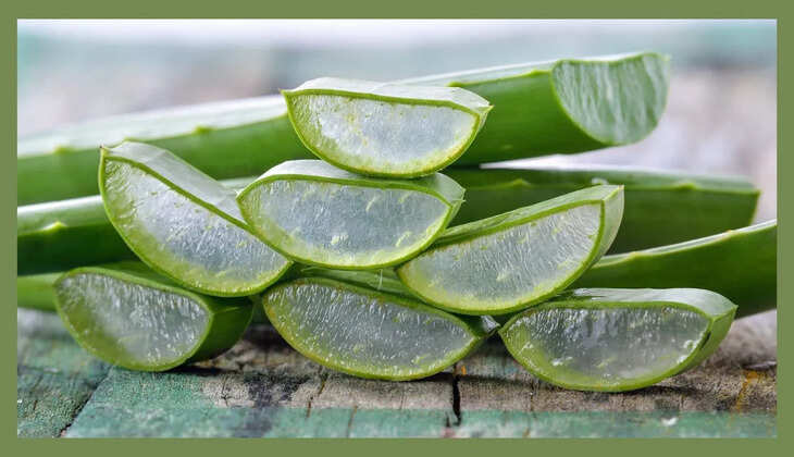 આરોગ્ય@શરીર: લોકો દરરોજ તેમના ચહેરા પર એલોવેરા જેલ લગાવે છે, જાણો ફાયદા અને નુકશાન