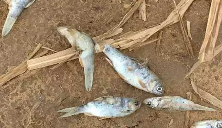 માસલી