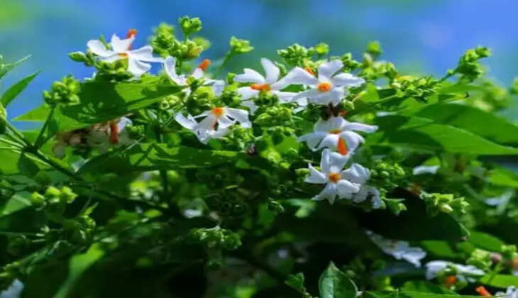 આરોગ્ય@શરીર: આ દુર્લભ ઔષધિ, પાંદડામાં એન્ટિબાયોટિક ગુણ,કેટલીક બીમારીઓનો રામબાણ ઇલાજ
