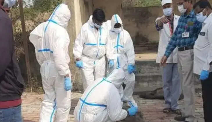 African Swine Flue