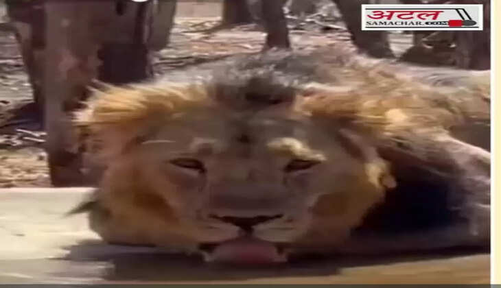 રિપોર્ટ@ગુજરાત: વન્યપ્રાણીઓની તરસ મિટાવવા પાણીના 500 પોઈન્ટ શરૂ કરાયા