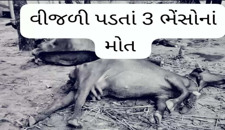 રિપોર્ટ@ગુજરાત: વીજળી પડતા 3 ભેંસોનાં મોત, જાણો સમગ્ર ઘટના એકજ ક્લિકે