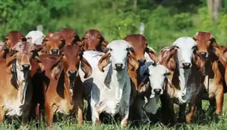 રિપોર્ટ@ગુજરાત: પશુપાલન વ્યવસાયને વેગ આપવા માટે રાજ્ય સરકારે એક મહત્વપૂર્ણ નિર્ણય કર્યો